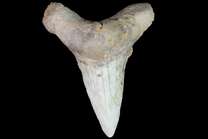 Cretaceous Cretoxyrhina Shark Tooth - Kansas #71751